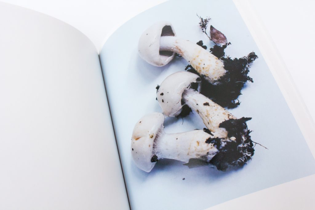 Page from <em>Mushrooms from the Forest 2011</em> by Takashi Homma