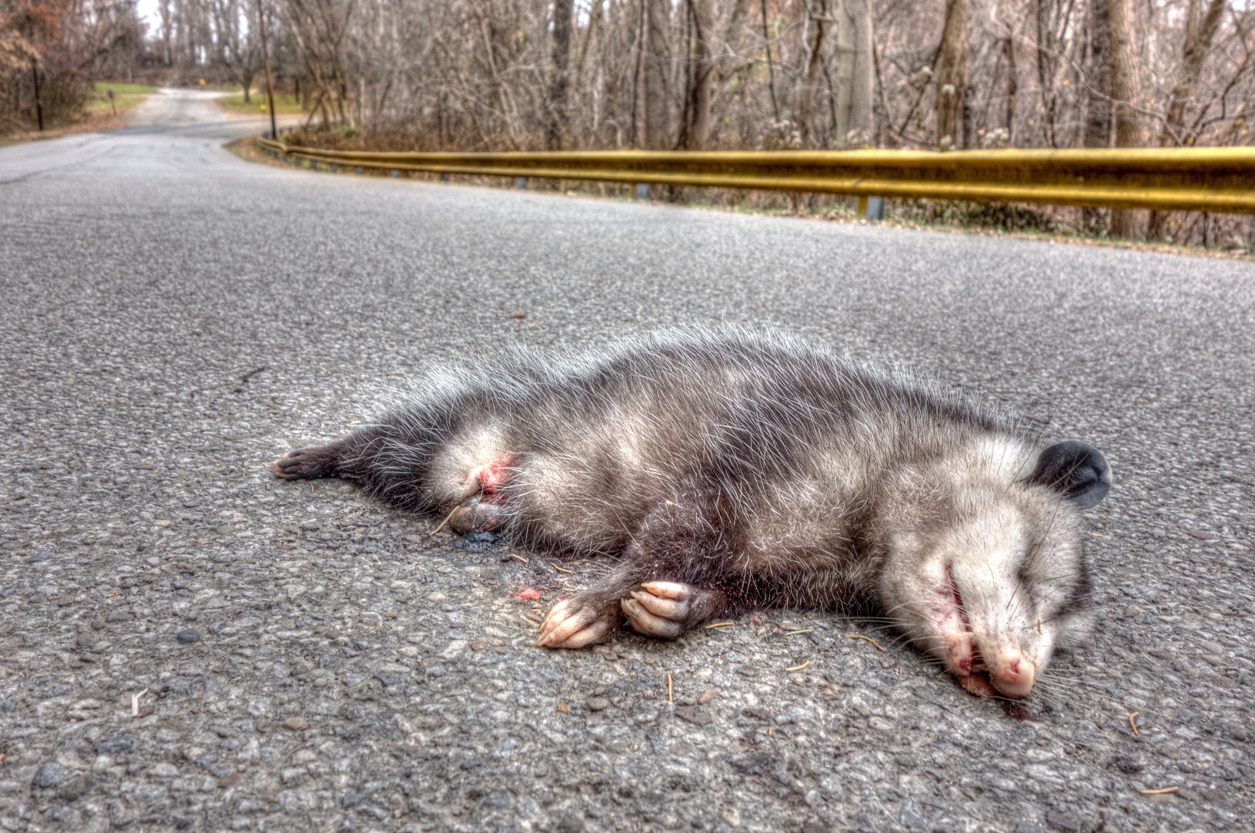 Twenty-Six Roadkills from Twentysix Gasoline Stations