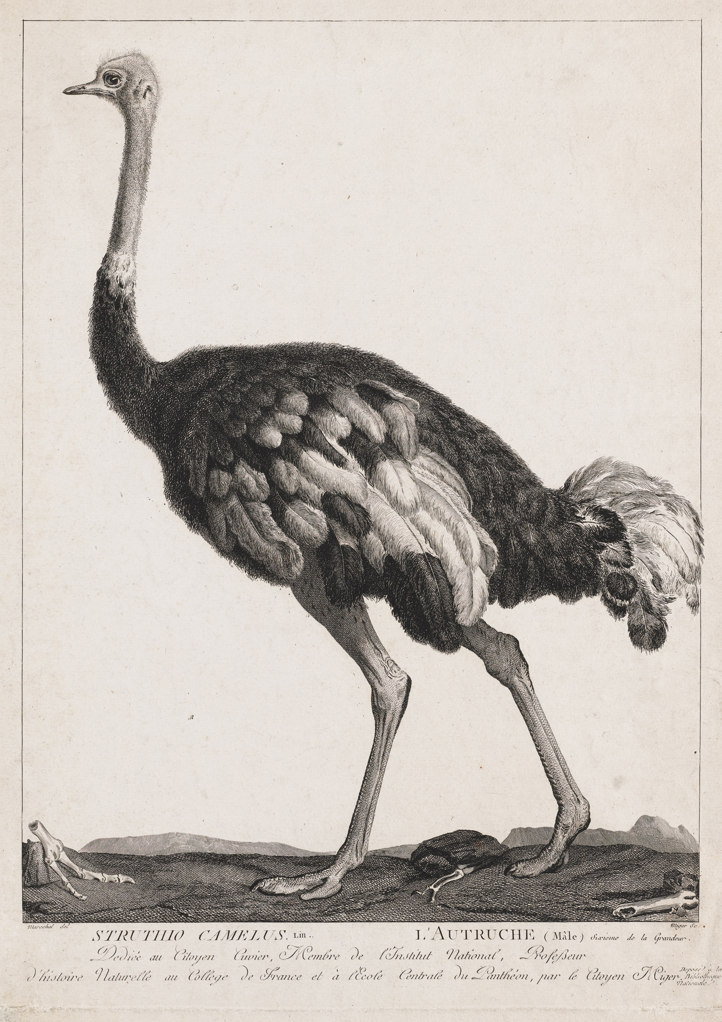 Object of the Week: Ostrich
