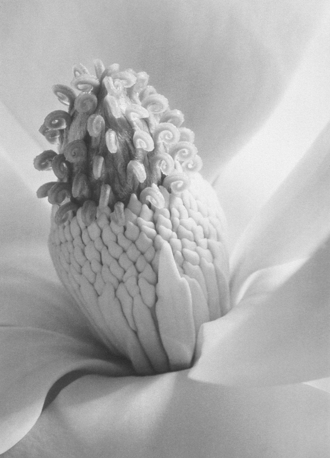 ansel adams photography flower