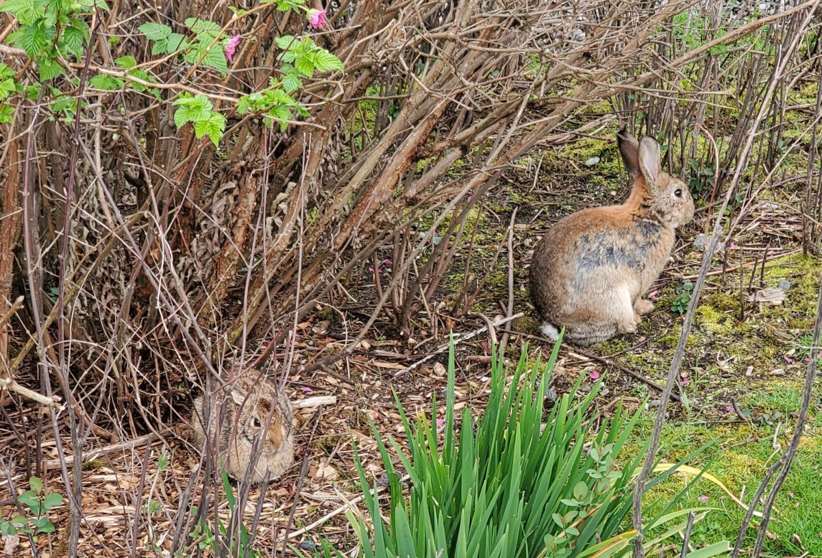 Noticed: Down The Rabbit Hole