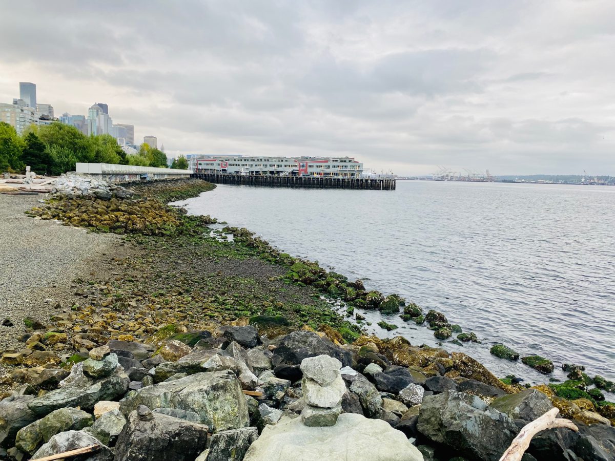 Checking in on Environmental Restoration Efforts at the Olympic Sculpture Park