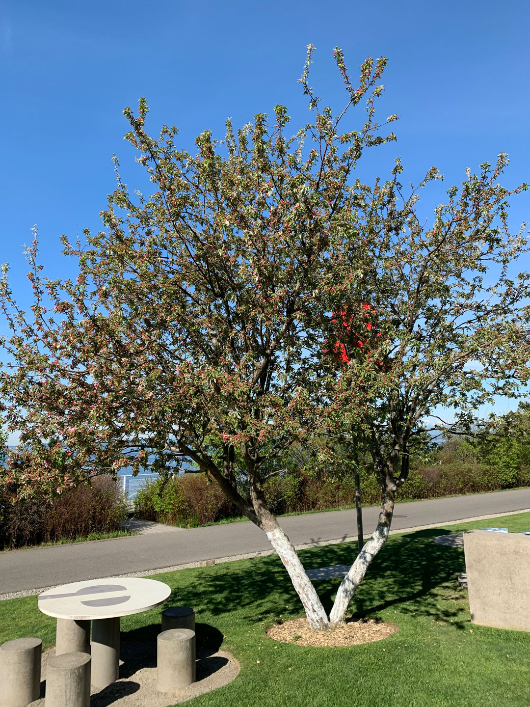 Tour the Olympic Sculpture Park’s Trees