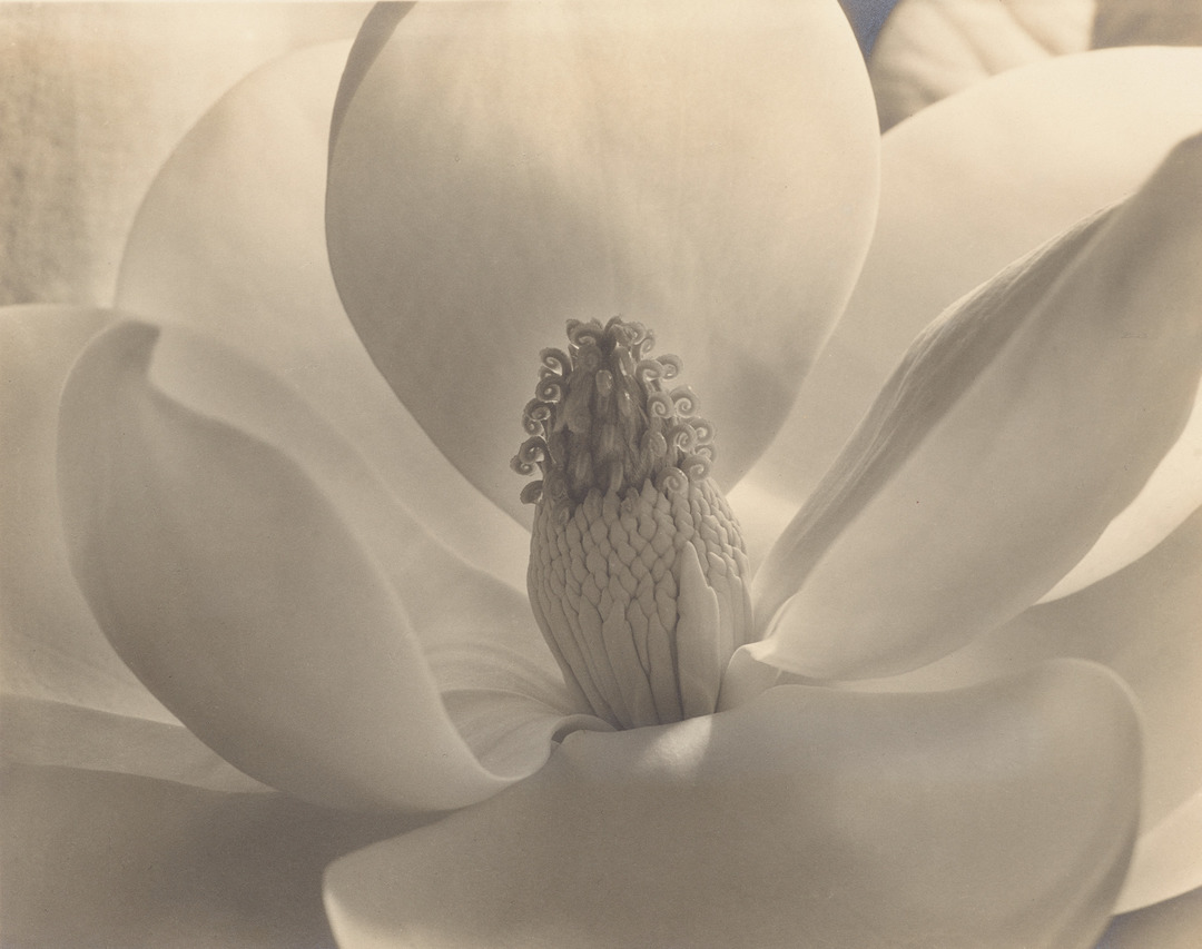 Imogen Cunningham: Magnolia Blossom