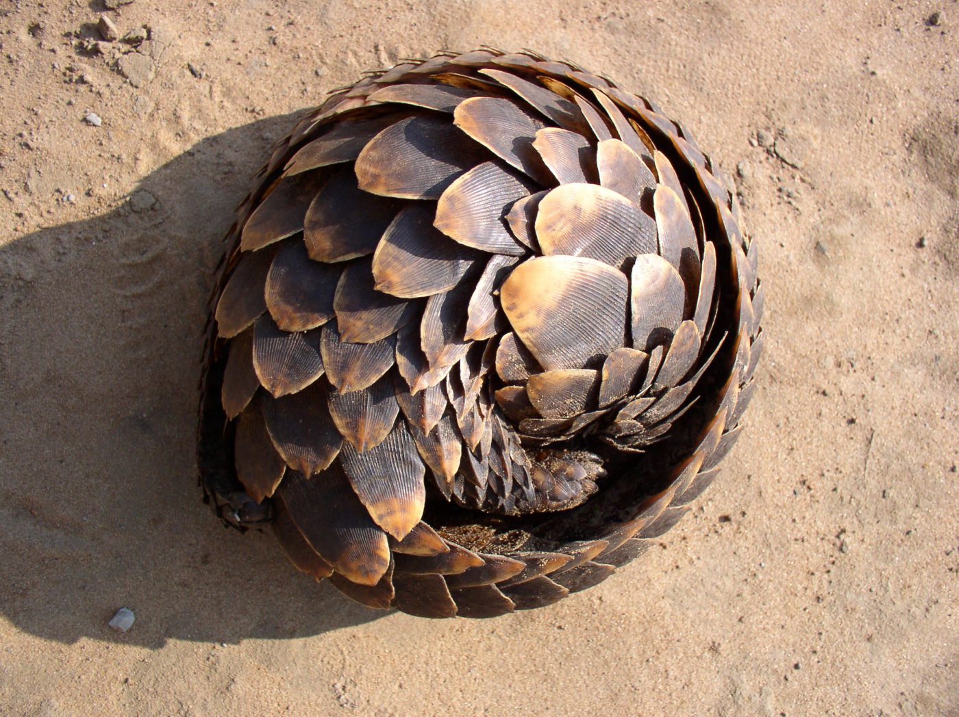 pangolin Archives - SAMBlog